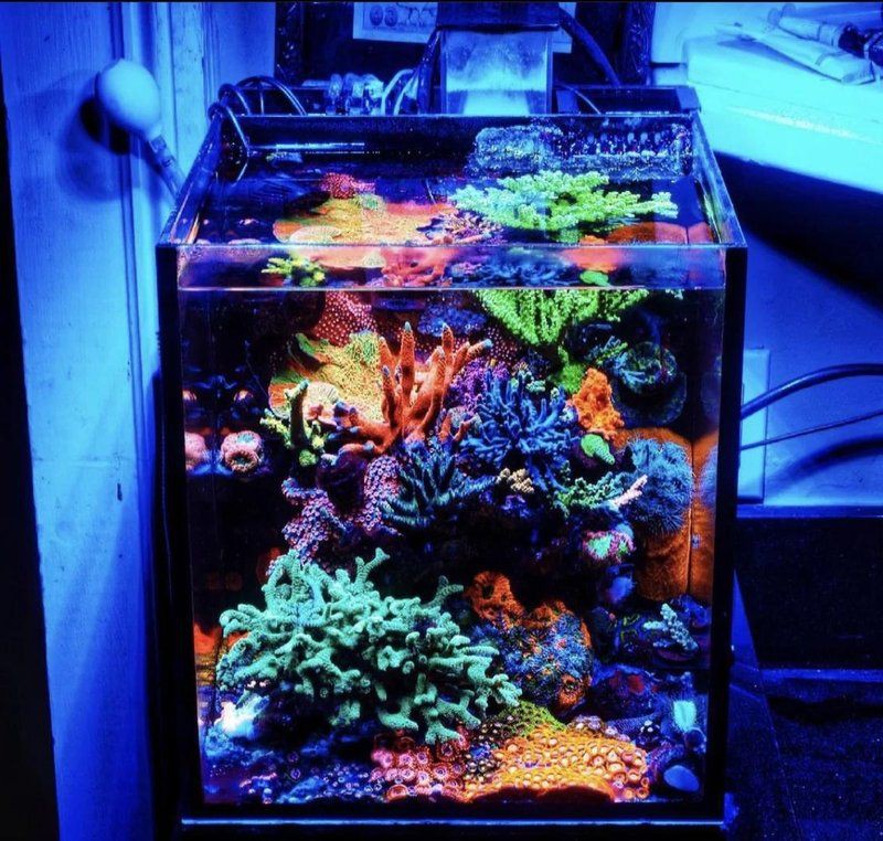 攀枝花魚缸維護：攀枝花魚缸專業維護全攻略 攀枝花魚缸維護：攀枝花魚缸專業維護全攻略 全國水族館企業名錄 第12張