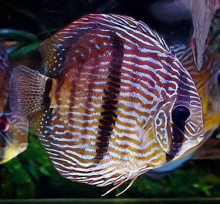 七彩神仙魚品種價格表：七彩神仙魚價格區間