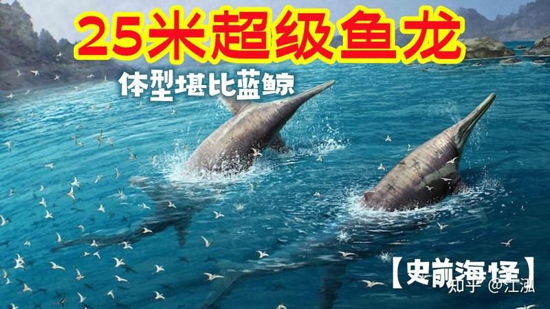 巨型龍魚：巨型龍魚的相關(guān)信息