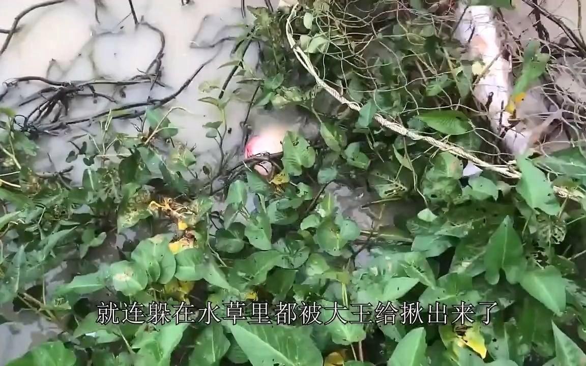 巨型龍魚：巨型龍魚的相關(guān)信息