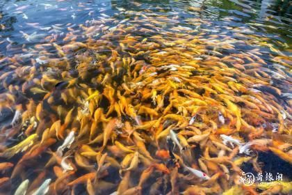 屬龍人養魚有哪些禁忌？：家中養魚需要注意什么 屬龍人養魚有哪些禁忌？：家中養魚需要注意什么 龍魚百科 第8張