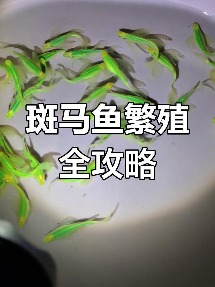 斑馬魚公母繁殖配對注意事項：斑馬魚的繁殖方法和技巧