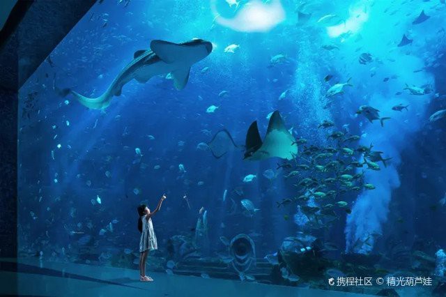 三亞水族館亞特蘭蒂斯門票：三亞亞特蘭蒂斯水族館 三亞水族館亞特蘭蒂斯門票：三亞亞特蘭蒂斯水族館 龍魚論壇 第5張