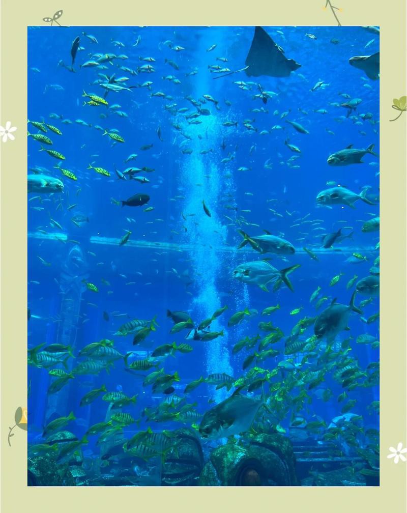 三亞水族館亞特蘭蒂斯門票：三亞亞特蘭蒂斯水族館 三亞水族館亞特蘭蒂斯門票：三亞亞特蘭蒂斯水族館 龍魚論壇 第2張