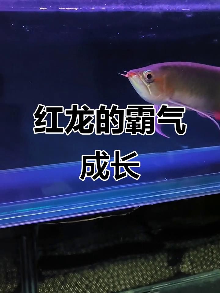 泗水紅龍魚：新手挑選紅龍魚的方法 泗水紅龍魚：新手挑選紅龍魚的方法 龍魚百科 第4張