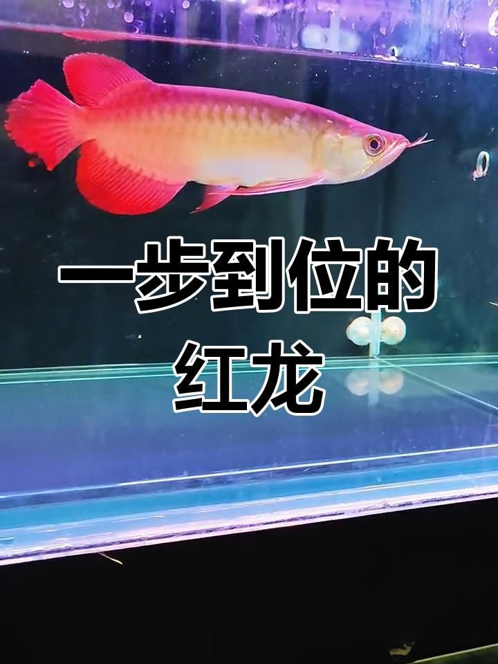 泗水紅龍魚：新手挑選紅龍魚的方法 泗水紅龍魚：新手挑選紅龍魚的方法 龍魚百科 第3張