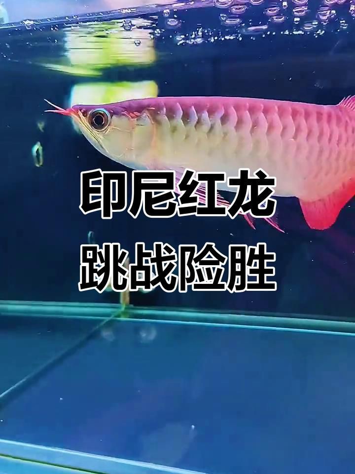 泗水紅龍魚：新手挑選紅龍魚的方法 泗水紅龍魚：新手挑選紅龍魚的方法 龍魚百科 第5張