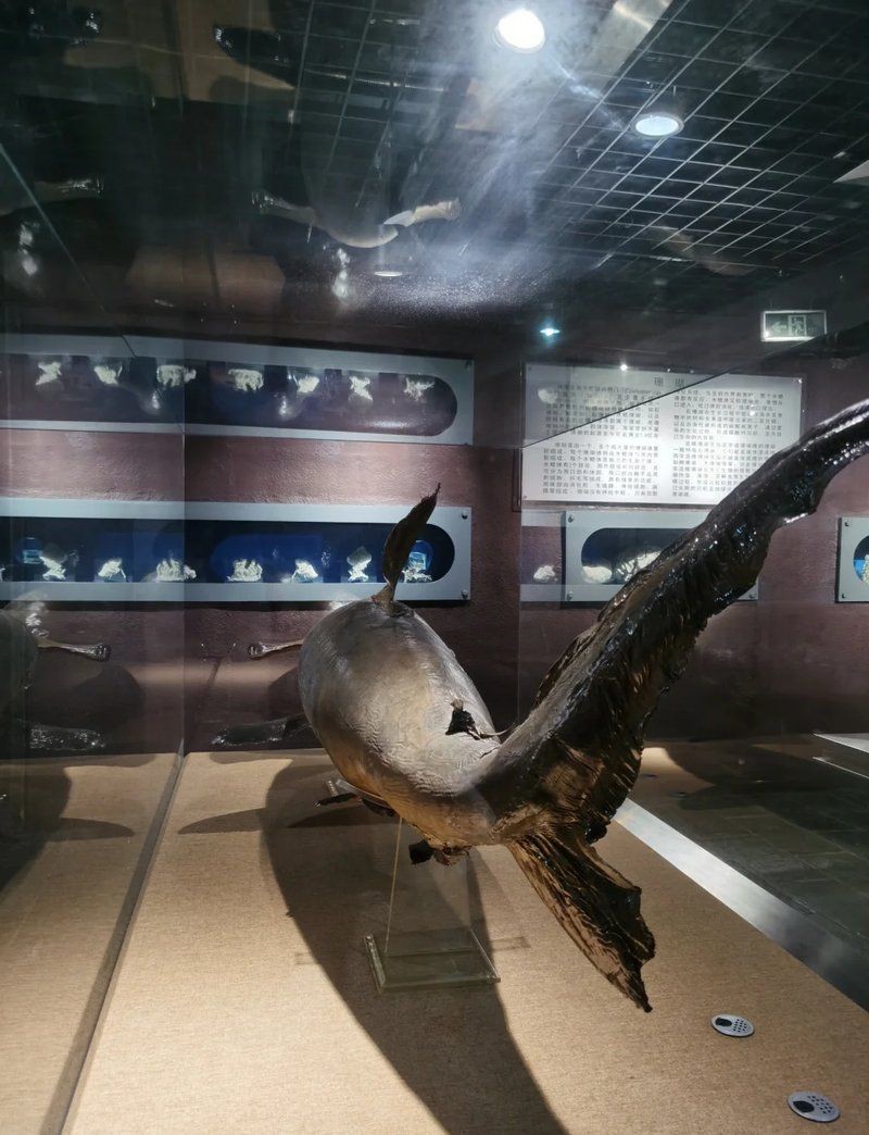 武漢水族館：武漢旅游攻略——武漢水族館