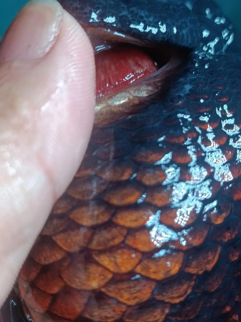 提供幾張魚鰓腐爛的早期圖片：養(yǎng)魚先養(yǎng)水治病先治 提供幾張魚鰓腐爛的早期圖片：養(yǎng)魚先養(yǎng)水治病先治 龍魚百科 第9張
