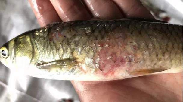 提供幾張魚鰓腐爛的早期圖片：養(yǎng)魚先養(yǎng)水治病先治 提供幾張魚鰓腐爛的早期圖片：養(yǎng)魚先養(yǎng)水治病先治 龍魚百科 第22張