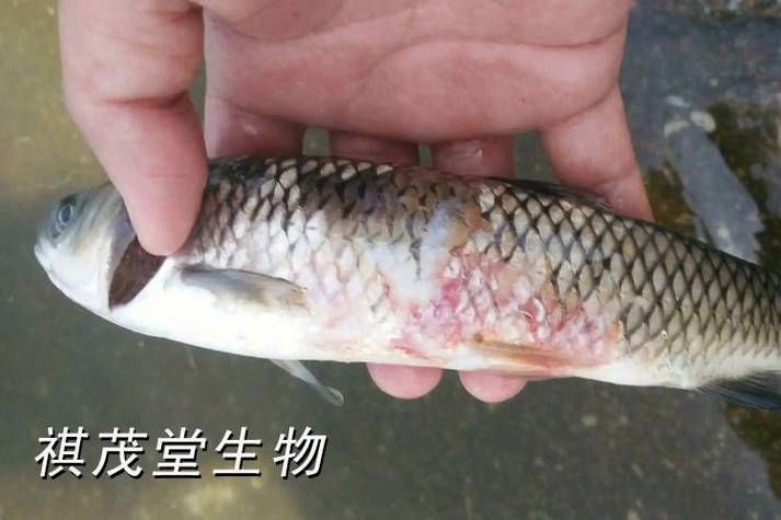提供幾張魚鰓腐爛的早期圖片：養(yǎng)魚先養(yǎng)水治病先治 提供幾張魚鰓腐爛的早期圖片：養(yǎng)魚先養(yǎng)水治病先治 龍魚百科 第21張