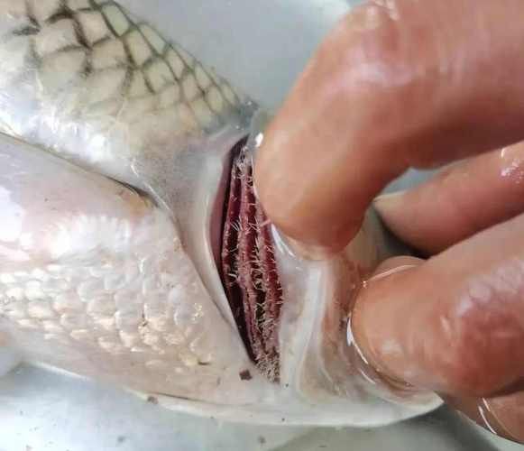 提供幾張魚鰓腐爛的早期圖片：養(yǎng)魚先養(yǎng)水治病先治 提供幾張魚鰓腐爛的早期圖片：養(yǎng)魚先養(yǎng)水治病先治 龍魚百科 第4張