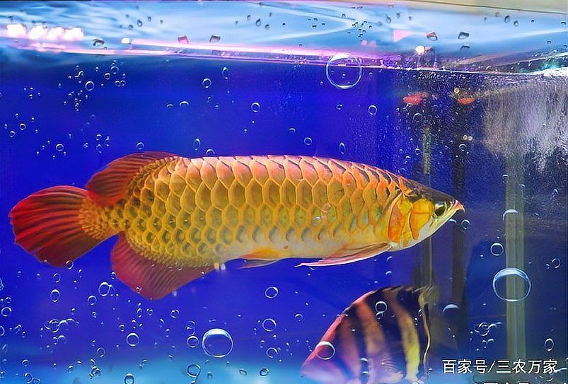 孔雀龍魚最貴的三個(gè)品種：名貴孔雀魚及種盤點(diǎn) 孔雀龍魚最貴的三個(gè)品種：名貴孔雀魚及種盤點(diǎn) 龍魚百科 第3張