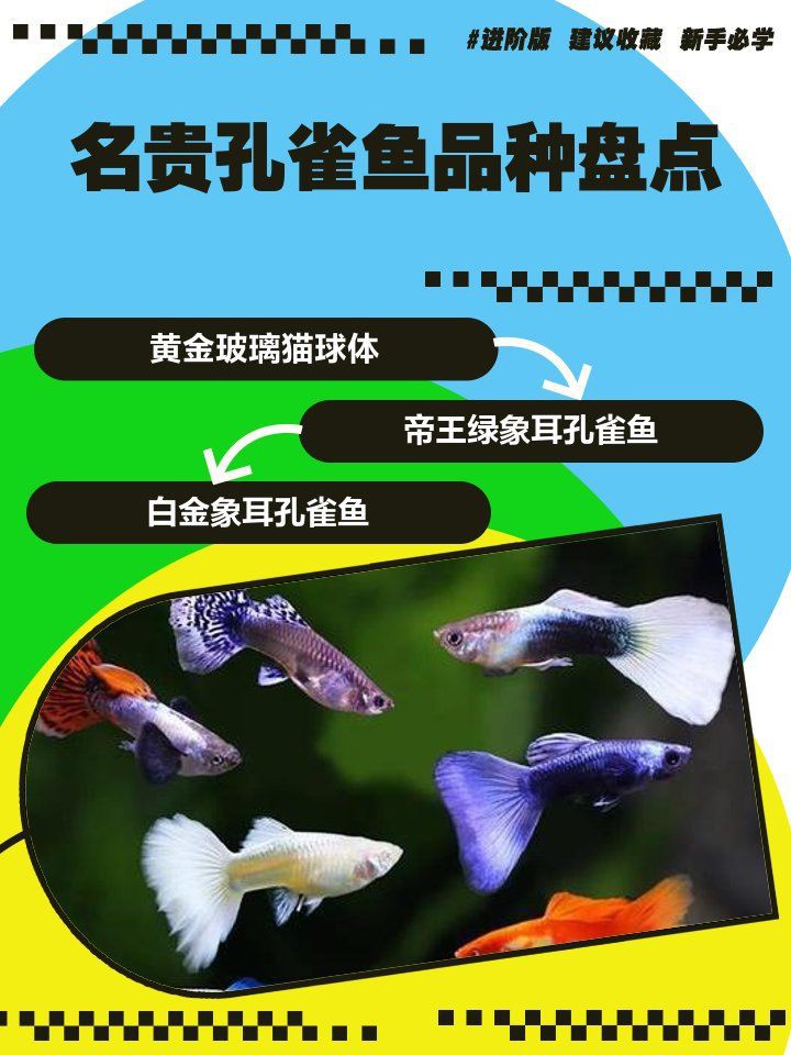 孔雀龍魚最貴的三個(gè)品種：名貴孔雀魚及種盤點(diǎn) 孔雀龍魚最貴的三個(gè)品種：名貴孔雀魚及種盤點(diǎn) 龍魚百科 第4張