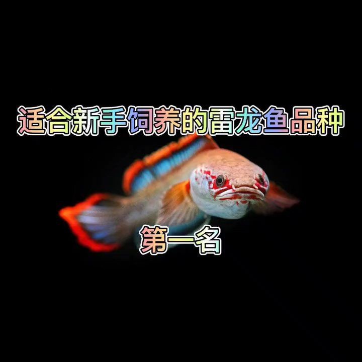 彩虹雷龍魚適合新手嗎？：彩虹雷龍魚（南鱧）是否適合新手飼養