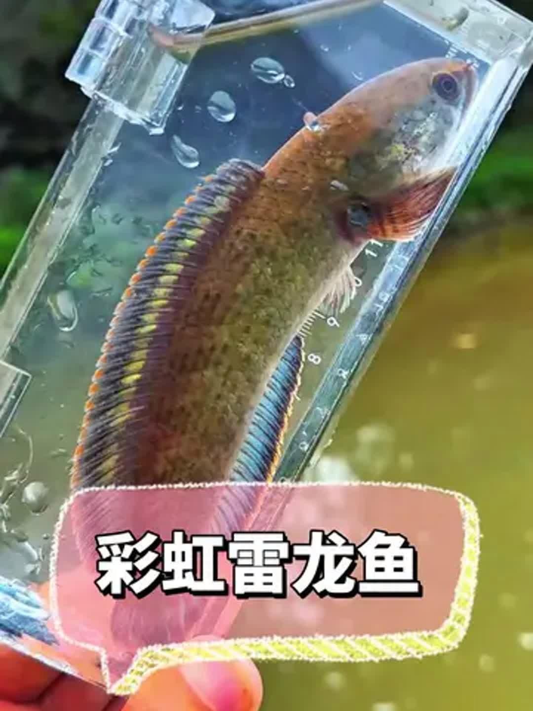 彩虹雷龍魚適合新手嗎？：彩虹雷龍魚（南鱧）是否適合新手飼養
