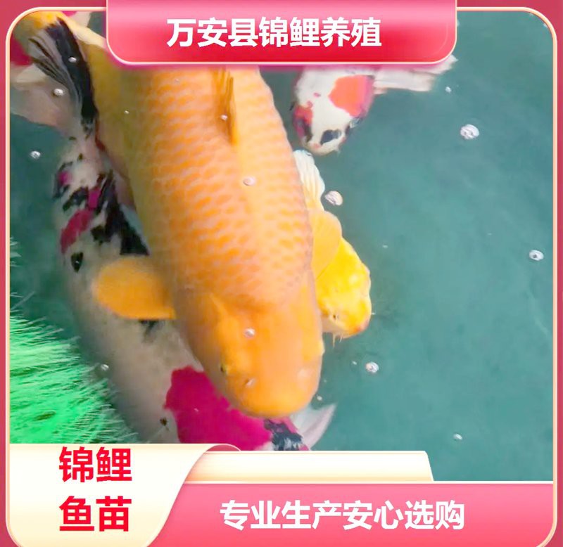 光澤水族店：光澤水族店：一尾錦鯉里的商業美學 光澤水族店：光澤水族店：一尾錦鯉里的商業美學 全國水族館企業名錄 第1張