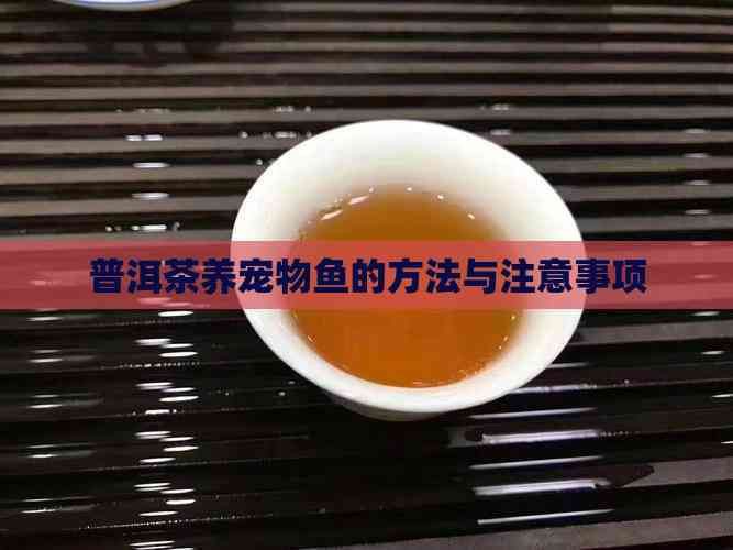 普洱魚缸維護：北海新聞網魚缸維護服務方案普洱茶養寵物魚的方法與注意事項 普洱魚缸維護：北海新聞網魚缸維護服務方案普洱茶養寵物魚的方法與注意事項 全國水族館企業名錄 第3張