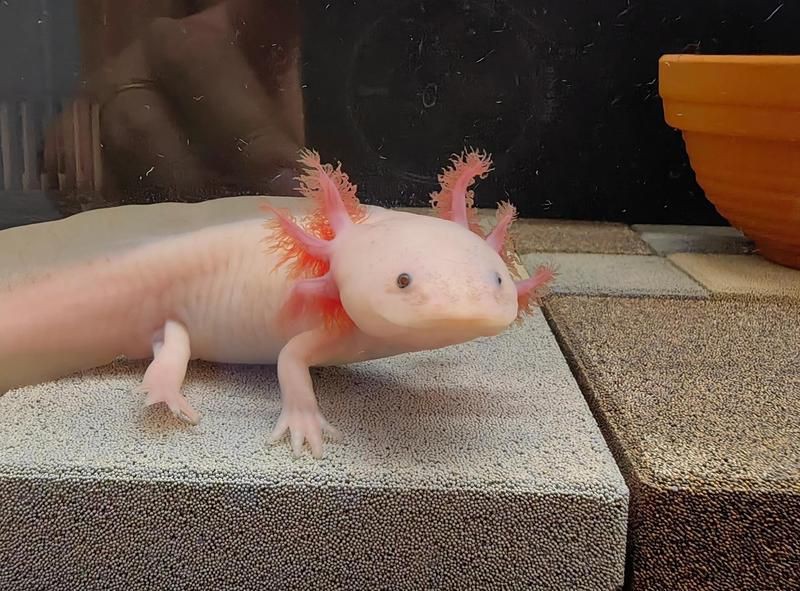 普洱魚缸維護：北海新聞網魚缸維護服務方案普洱茶養寵物魚的方法與注意事項 普洱魚缸維護：北海新聞網魚缸維護服務方案普洱茶養寵物魚的方法與注意事項 全國水族館企業名錄 第6張