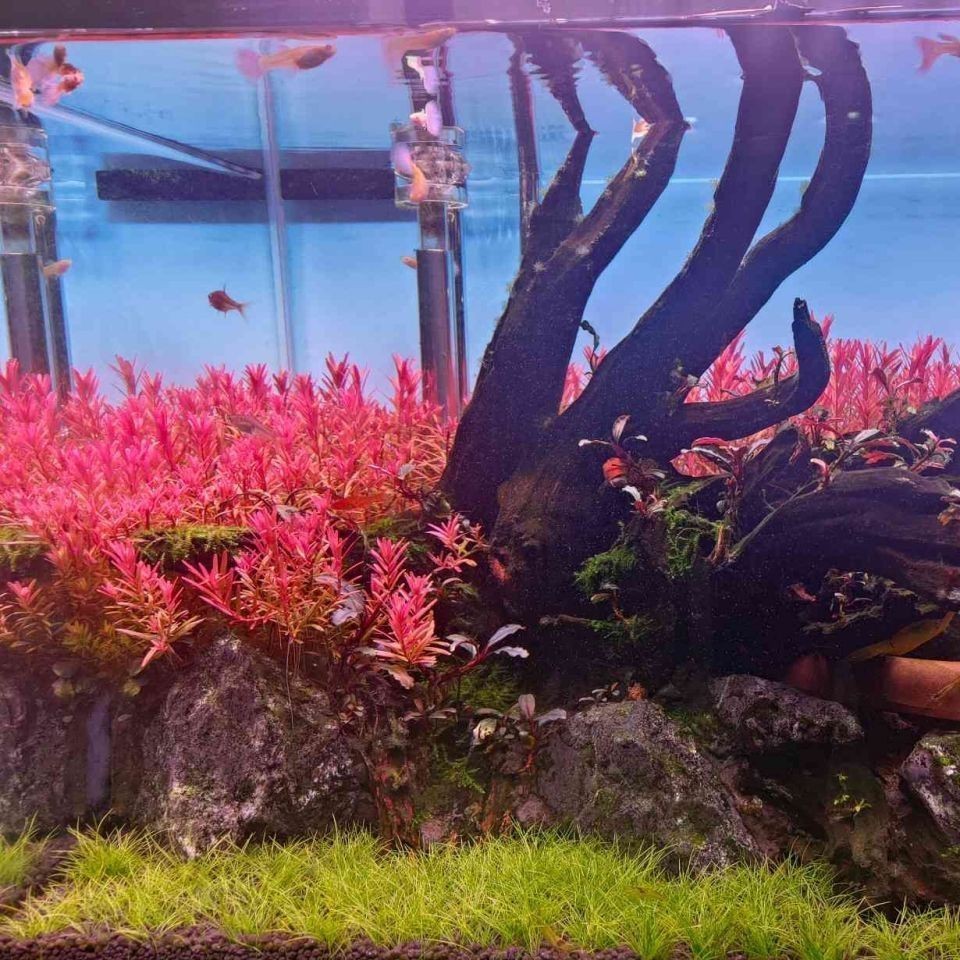 號半龍魚與二號龍魚的區(qū)別：號半與二號龍魚（橘紅龍）常因外觀相似性引發(fā)混淆 號半龍魚與二號龍魚的區(qū)別：號半與二號龍魚（橘紅龍）常因外觀相似性引發(fā)混淆 全國水族館企業(yè)名錄 第11張