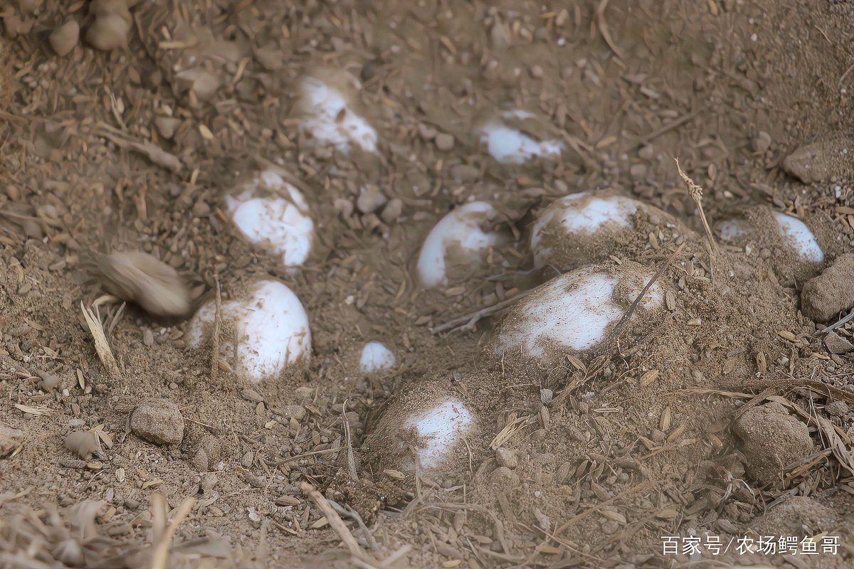 恐龍島工廠小鱷魚發育：關于恐龍島工廠中小鱷魚的發育情況綜合信息