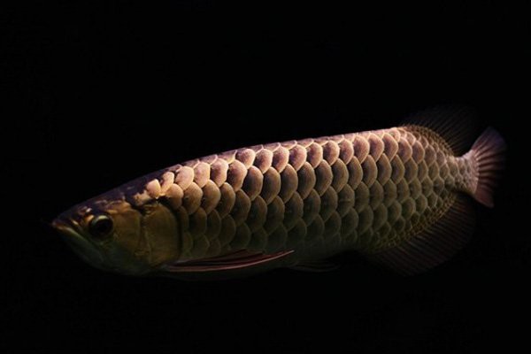 24k過背金龍20cm多少錢：24k金頭過背金龍魚20cm怎么挑選24k過背金龍魚20cm