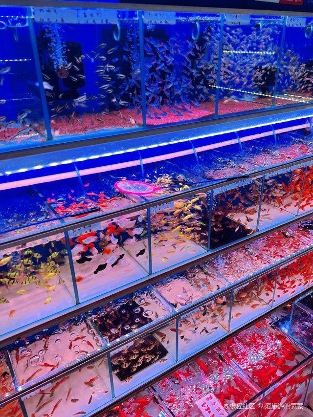 廣州芳村龍魚批發市場:廣州芳村龍魚批發市場在哪里 全國水族館企業名錄 第16張 廣州芳村龍魚批發市場:廣州芳村龍魚批發市場在哪里 廣州芳村龍魚批發市場:廣州芳村龍魚批發市場在哪里 全國水族館企業名錄 第16張