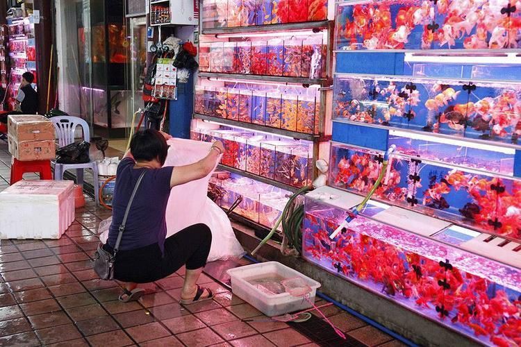 廣州芳村龍魚批發市場:廣州芳村龍魚批發市場在哪里 全國水族館企業名錄 第6張 廣州芳村龍魚批發市場:廣州芳村龍魚批發市場在哪里 廣州芳村龍魚批發市場:廣州芳村龍魚批發市場在哪里 全國水族館企業名錄 第6張