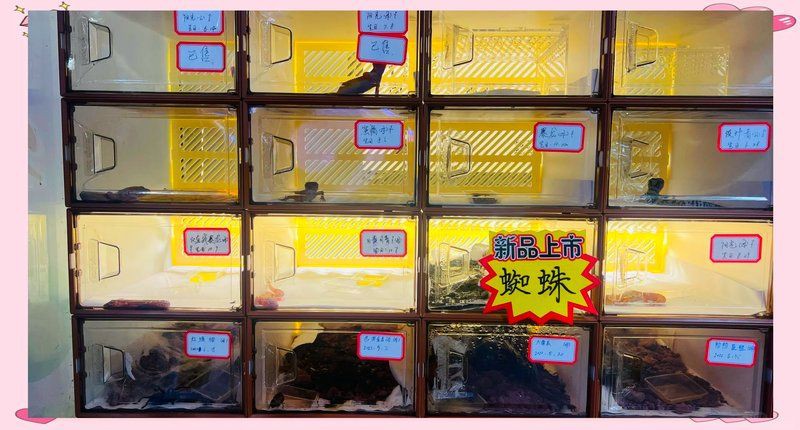 廣州芳村龍魚批發市場:廣州芳村龍魚批發市場在哪里 全國水族館企業名錄 第21張 廣州芳村龍魚批發市場:廣州芳村龍魚批發市場在哪里 廣州芳村龍魚批發市場:廣州芳村龍魚批發市場在哪里 全國水族館企業名錄 第21張