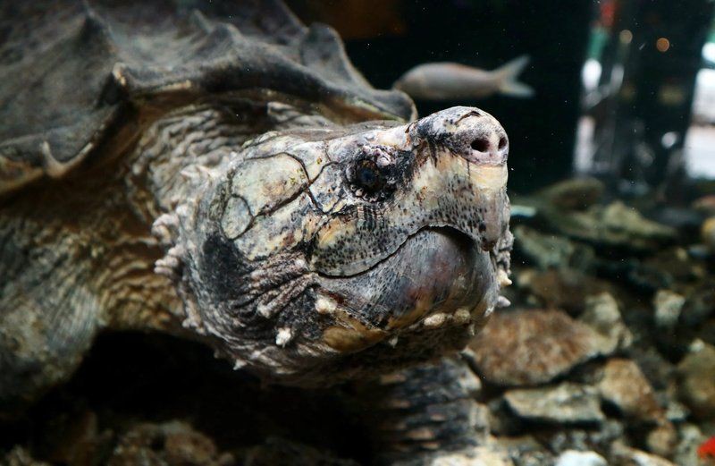廣州芳村龍魚批發市場:廣州芳村龍魚批發市場在哪里 全國水族館企業名錄 第18張 廣州芳村龍魚批發市場:廣州芳村龍魚批發市場在哪里 廣州芳村龍魚批發市場:廣州芳村龍魚批發市場在哪里 全國水族館企業名錄 第18張