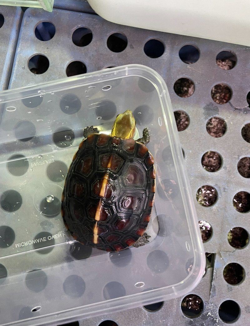 廣州芳村龍魚批發市場:廣州芳村龍魚批發市場在哪里 全國水族館企業名錄 第14張 廣州芳村龍魚批發市場:廣州芳村龍魚批發市場在哪里 廣州芳村龍魚批發市場:廣州芳村龍魚批發市場在哪里 全國水族館企業名錄 第14張