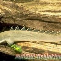 恐龍王魚?。嚎铸埻豸~常見疾病及防治方法