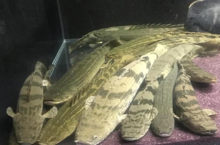 恐龍王魚?。嚎铸埻豸~常見疾病及防治方法