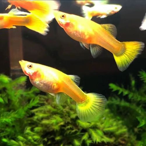 孔雀魚和火炬魚別圖片：你見過會開屏的魚嗎