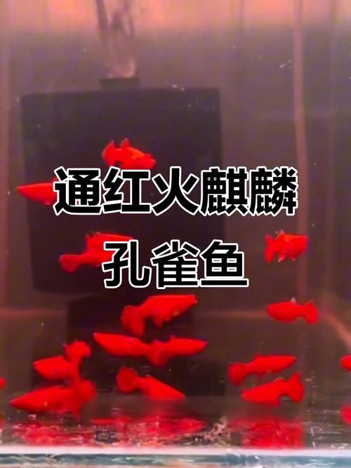 孔雀魚和火炬魚別圖片：你見過會開屏的魚嗎