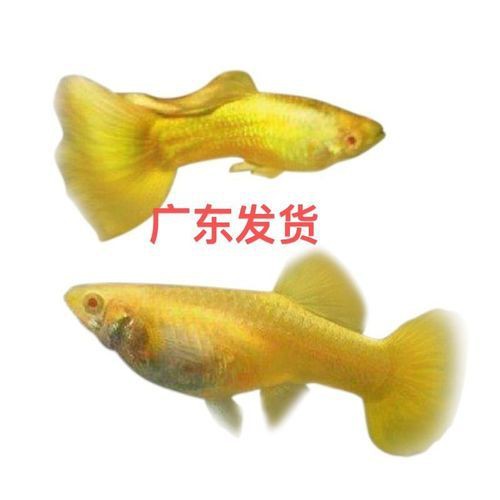 孔雀魚和火炬魚別圖片：你見過會開屏的魚嗎