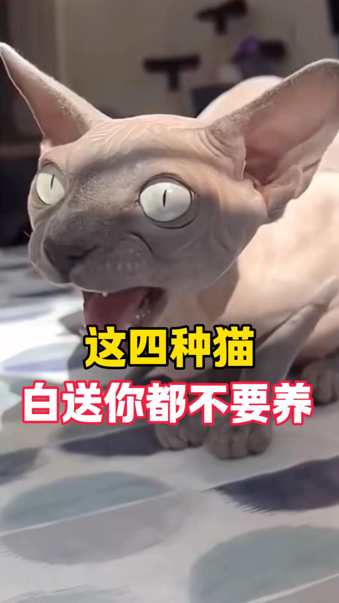 不建議養的10種貓：不建議家養的10種貓