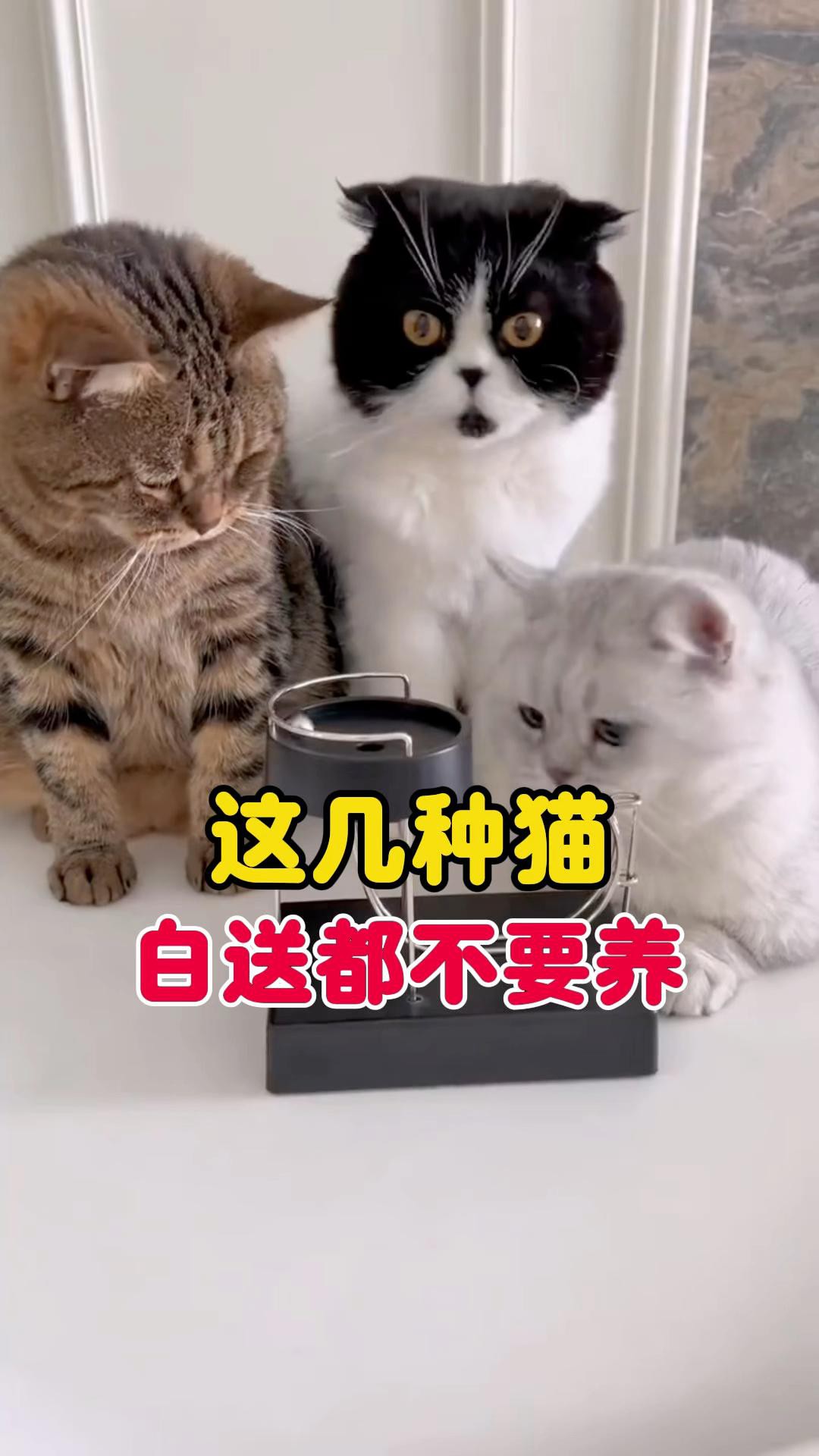 不建議養的10種貓：不建議家養的10種貓