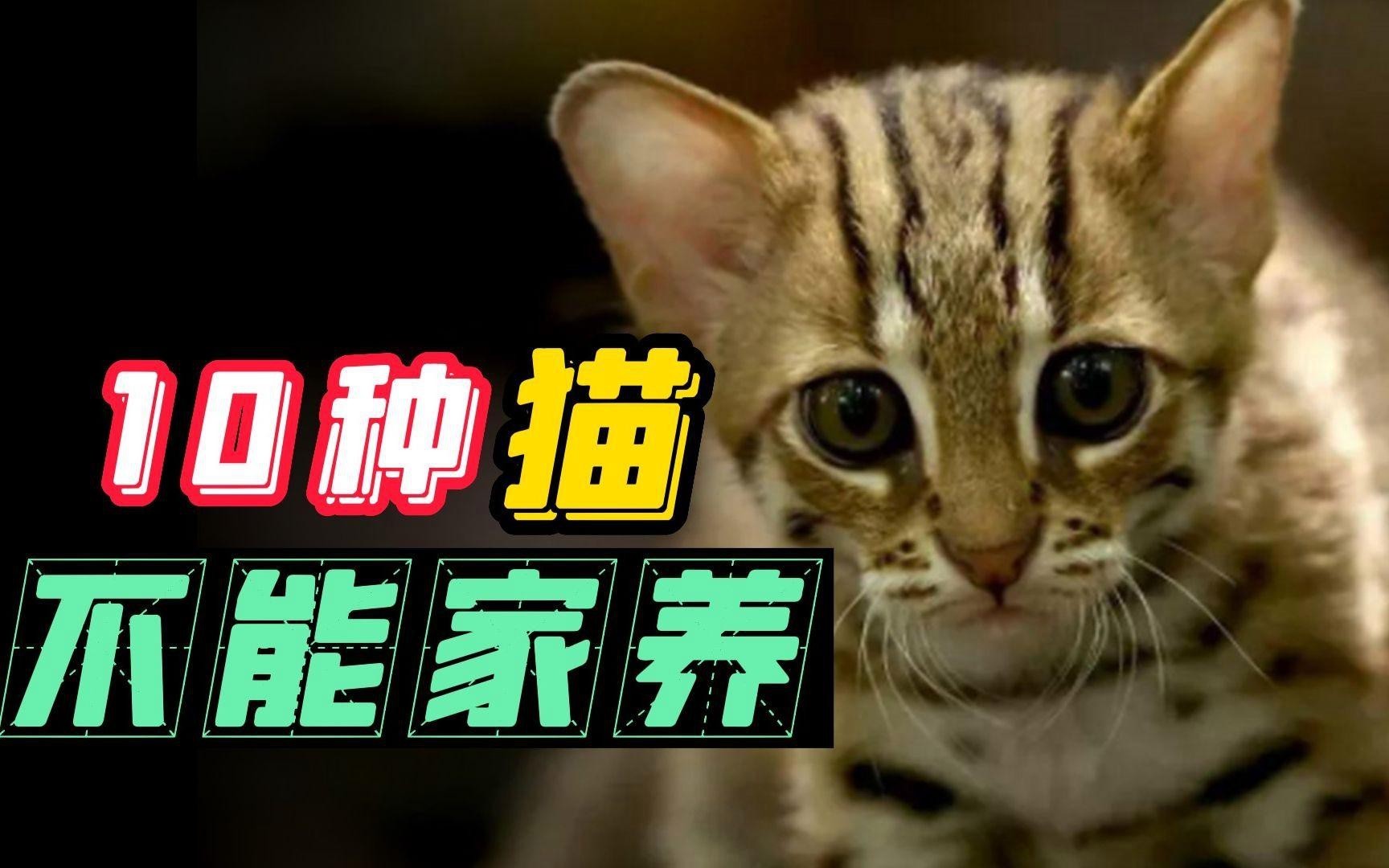 不建議養的10種貓：不建議家養的10種貓