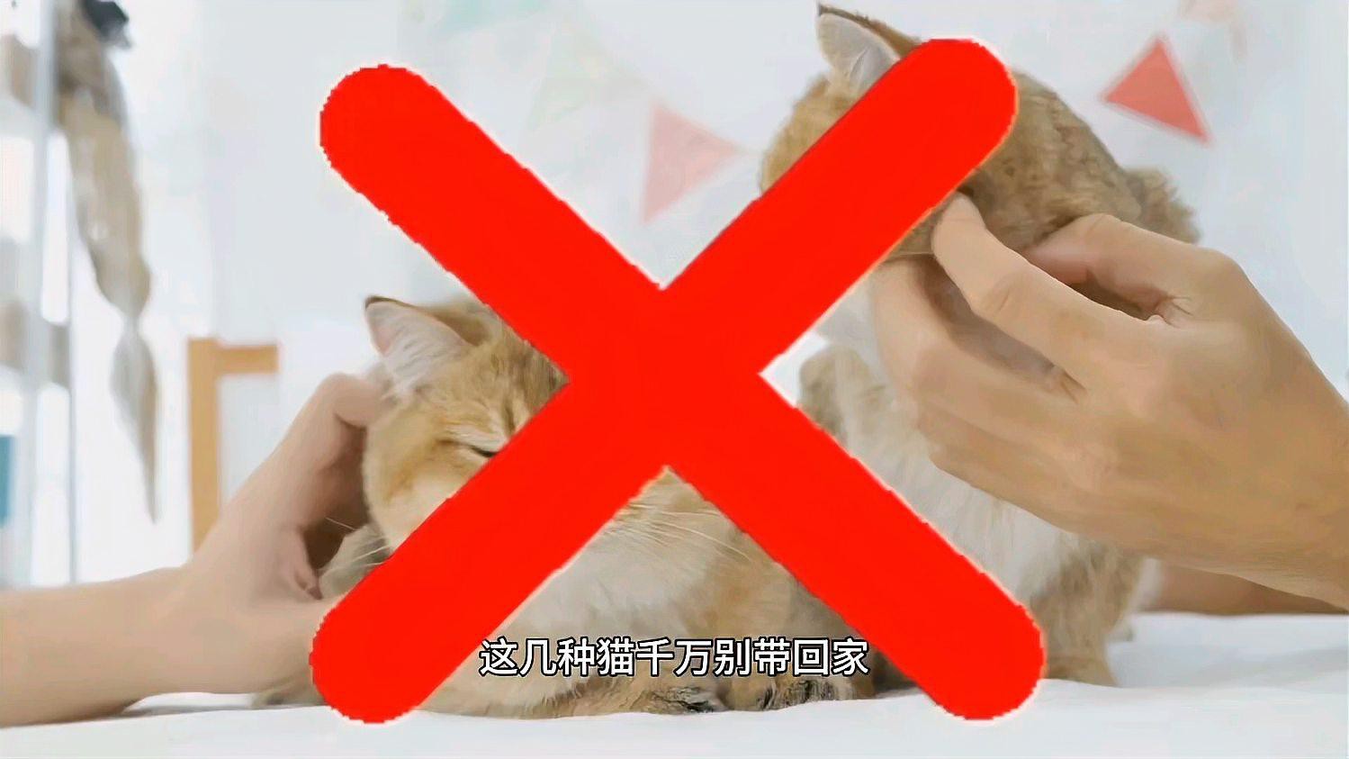 不建議養的10種貓：不建議家養的10種貓