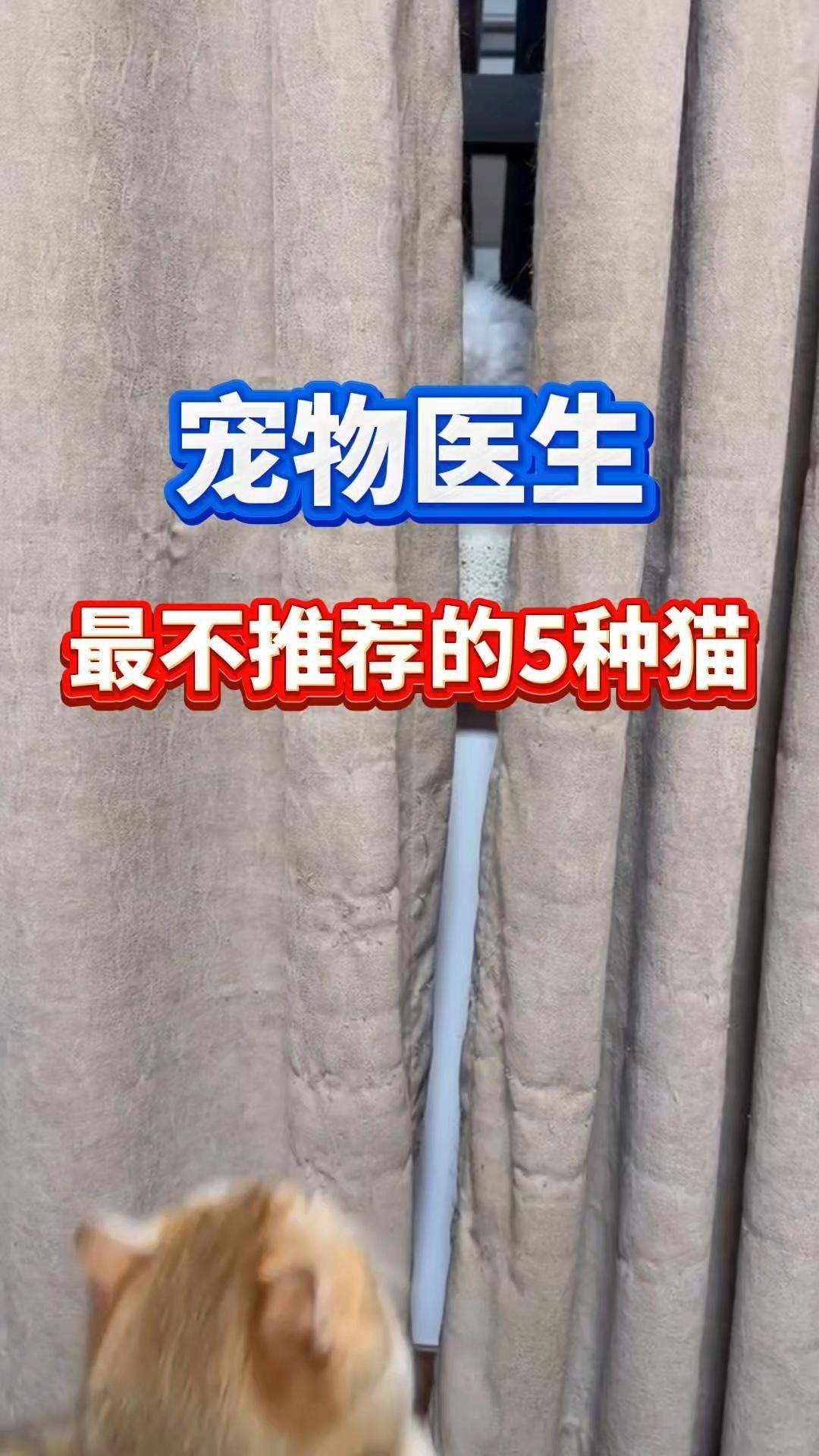 不建議養的10種貓：不建議家養的10種貓