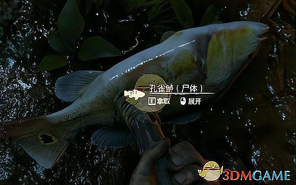 孔雀鱸魚的價值：孔雀鱸魚的營養價值及功效你了解嗎