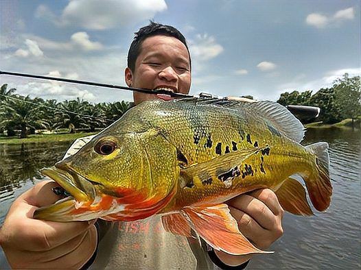 孔雀鱸魚的價值：孔雀鱸魚的營養價值及功效你了解嗎