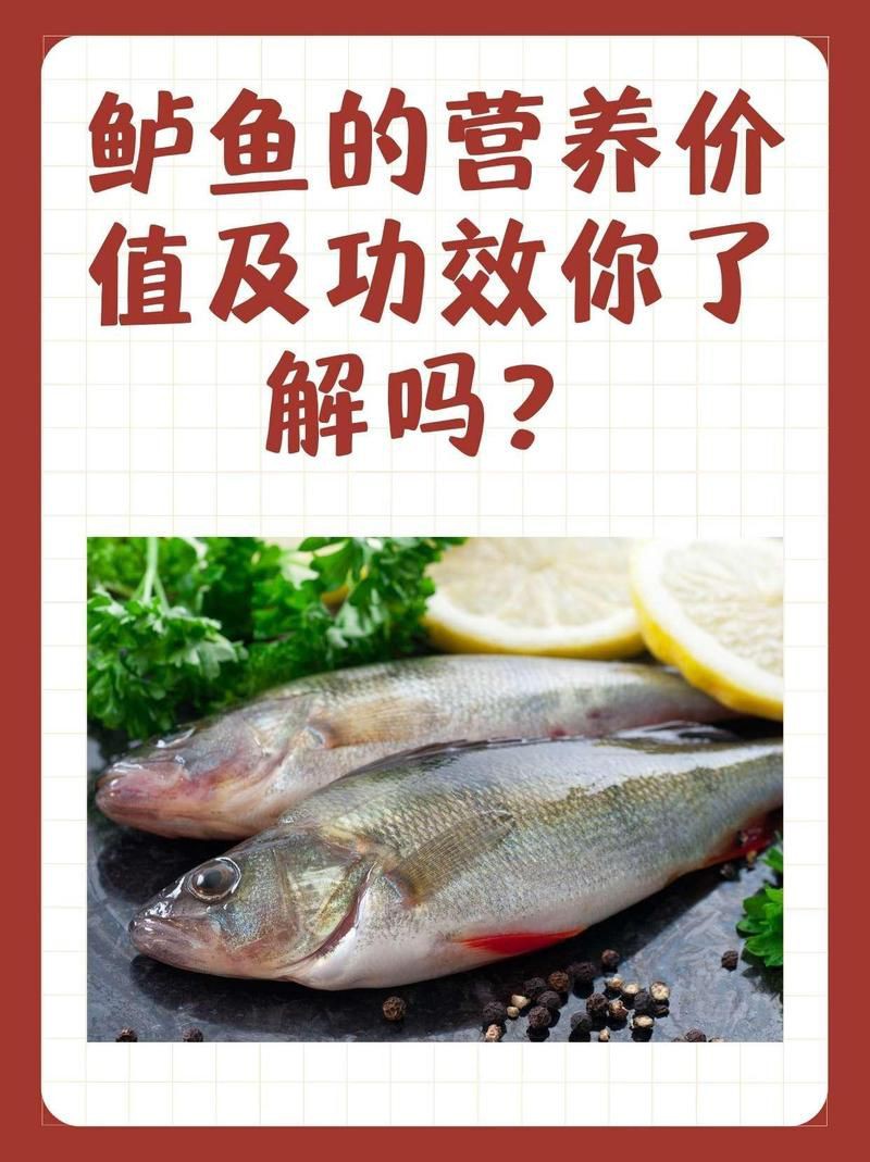 孔雀鱸魚的價值：孔雀鱸魚的營養價值及功效你了解嗎