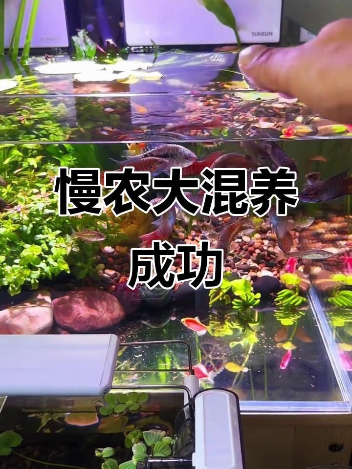 有沒有具體的混養(yǎng)案例可以分享？：鳳凰江蘇小農(nóng)場養(yǎng)了9種動物嗶哩嗶哩魚蝦混養(yǎng)成功經(jīng)驗分享 有沒有具體的混養(yǎng)案例可以分享？：鳳凰江蘇小農(nóng)場養(yǎng)了9種動物嗶哩嗶哩魚蝦混養(yǎng)成功經(jīng)驗分享 龍魚百科 第3張