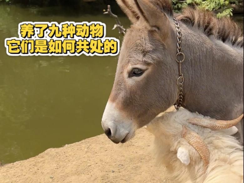 有沒有具體的混養(yǎng)案例可以分享？：鳳凰江蘇小農(nóng)場養(yǎng)了9種動物嗶哩嗶哩魚蝦混養(yǎng)成功經(jīng)驗分享 有沒有具體的混養(yǎng)案例可以分享？：鳳凰江蘇小農(nóng)場養(yǎng)了9種動物嗶哩嗶哩魚蝦混養(yǎng)成功經(jīng)驗分享 龍魚百科 第1張