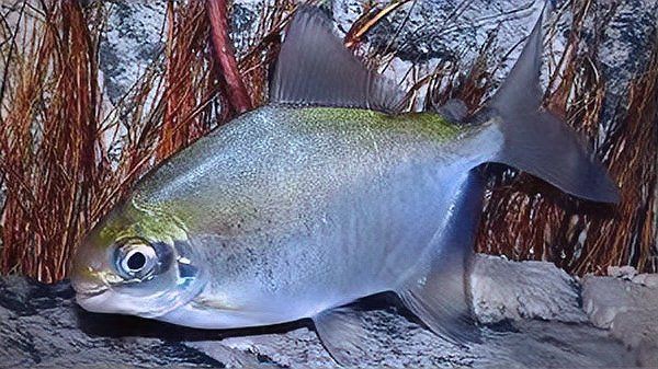 紅勾丁銀板原產地在南美亞馬遜：紅勾丁銀板在當地有何用途 紅勾丁銀板原產地在南美亞馬遜：紅勾丁銀板在當地有何用途 龍魚論壇 第9張