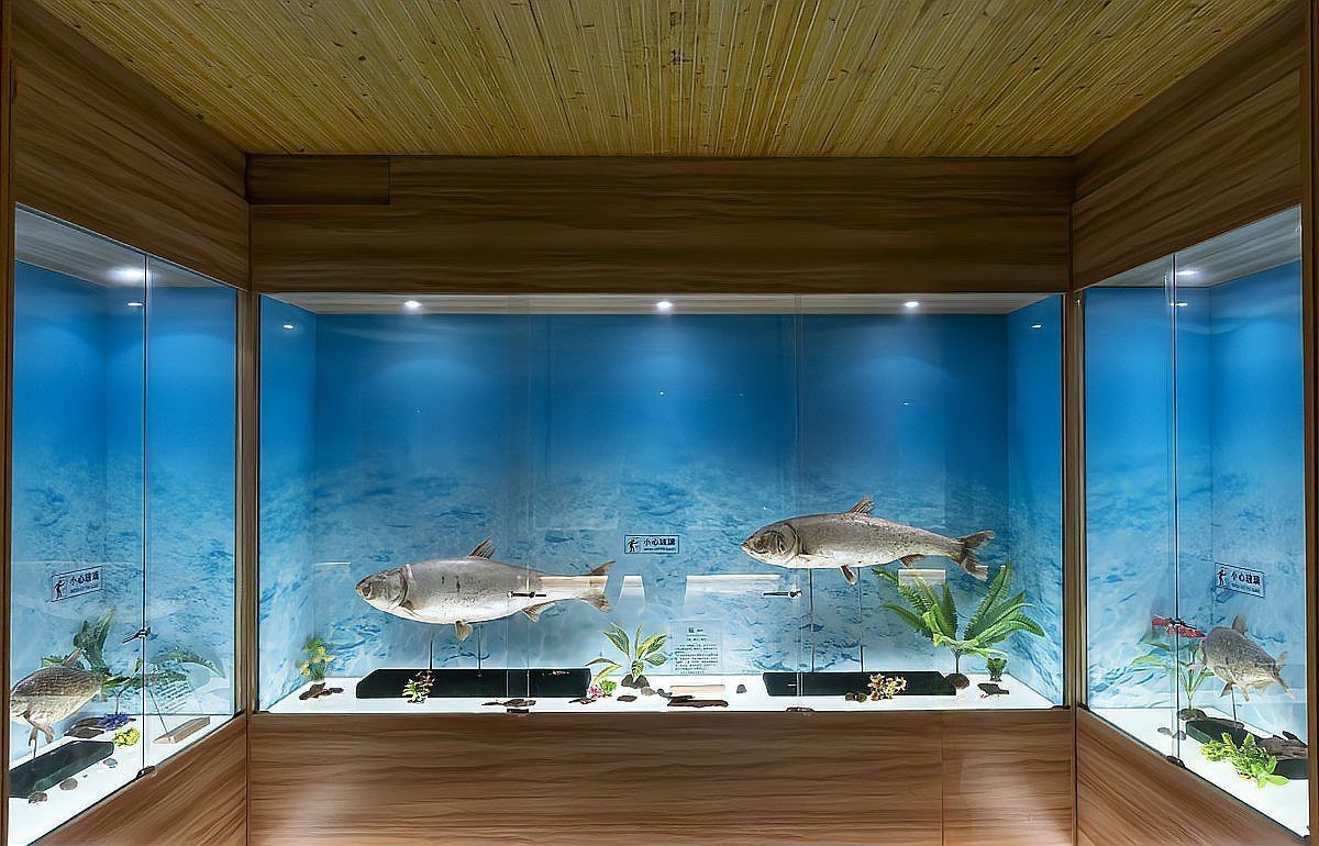 恐龍王魚,地圖混養(yǎng)：兩缸混養(yǎng)的觀賞魚，會(huì)遇到哪些麻煩