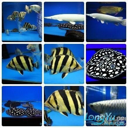 恐龍王魚,地圖混養(yǎng)：兩缸混養(yǎng)的觀賞魚，會(huì)遇到哪些麻煩