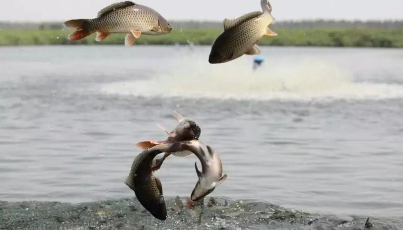 修武龍魚店：修武縣魚樂圈水族店